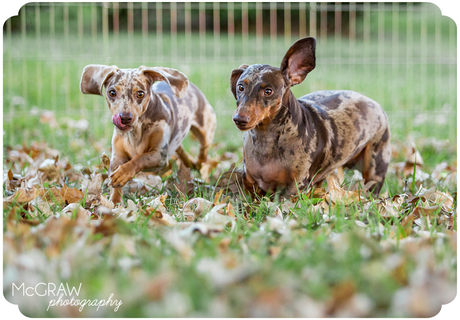 Doxie Images