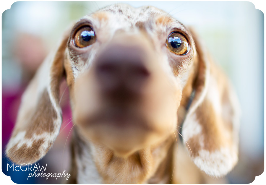 Doxie Close up