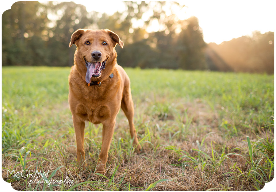 North Carolina Dog Photography