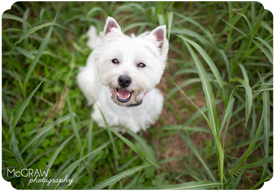 Pet Photographer in Charlotte NC