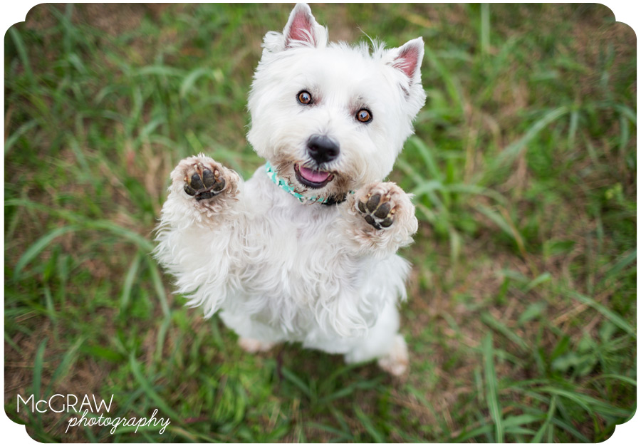 Pet Photography in Charlotte NC