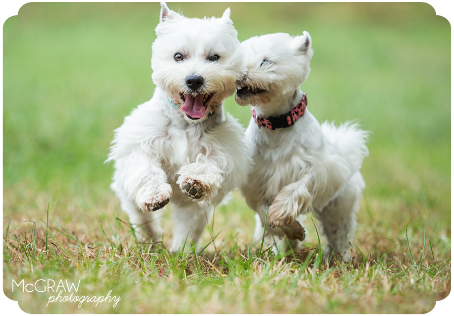 Pet Photographer in Charlotte area