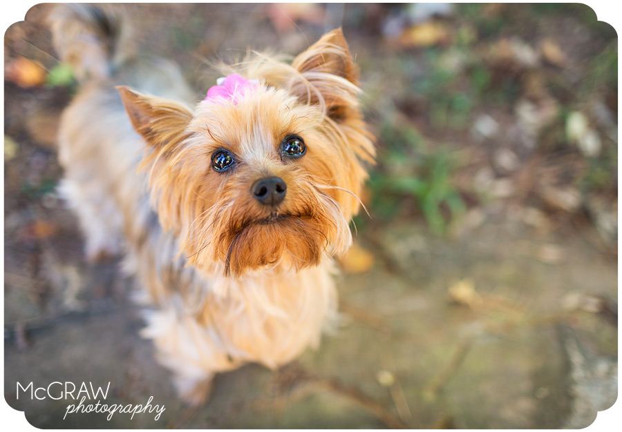 Pet Photographer in Charlotte