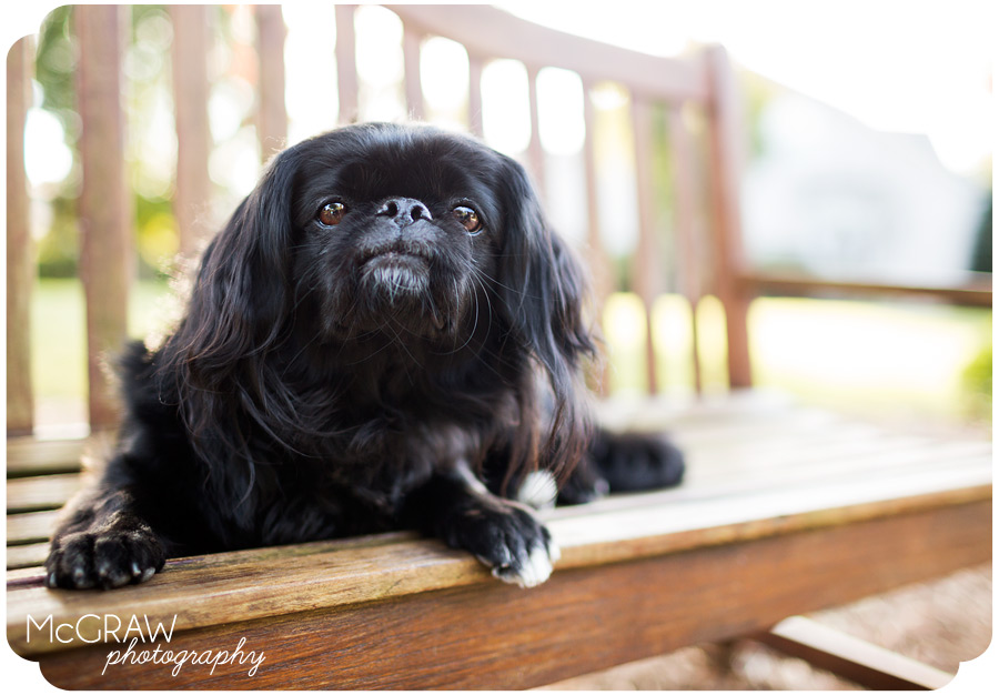 Outdoor Pet Photography