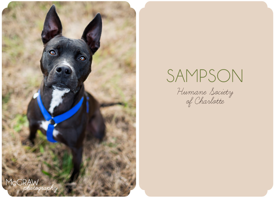 Black pit mix adoptable from HSC