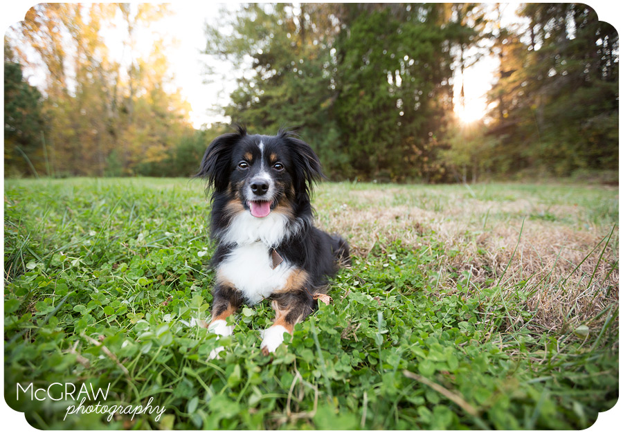 Pet Photographer in Charlotte NC