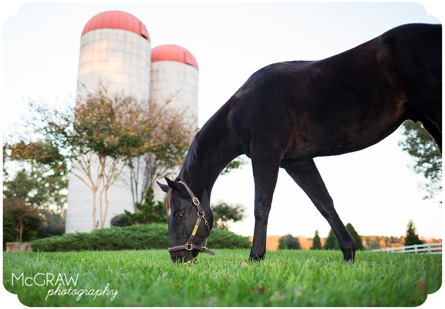 North Carolina Horse Photographer