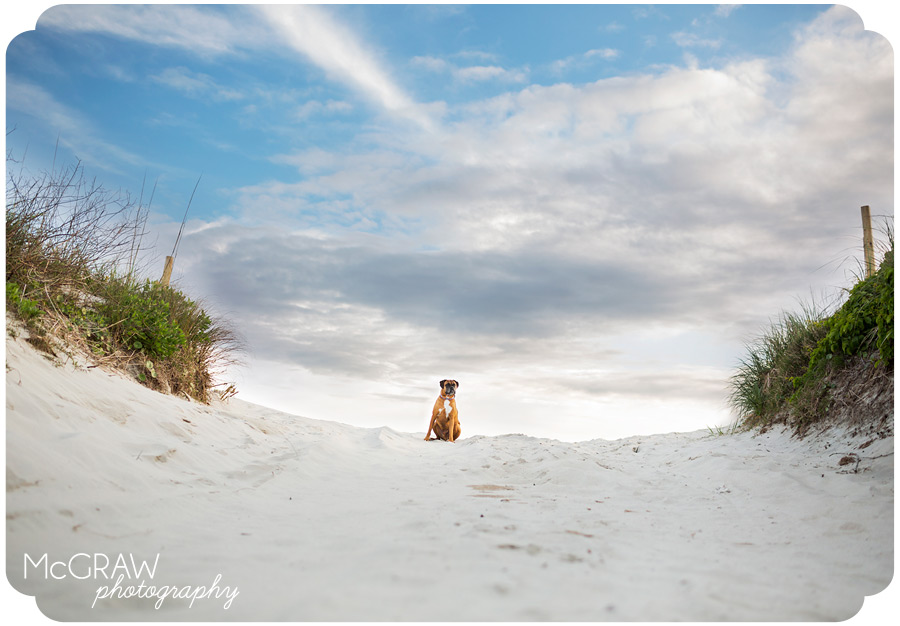 North Carolina Dog beach photo shoot