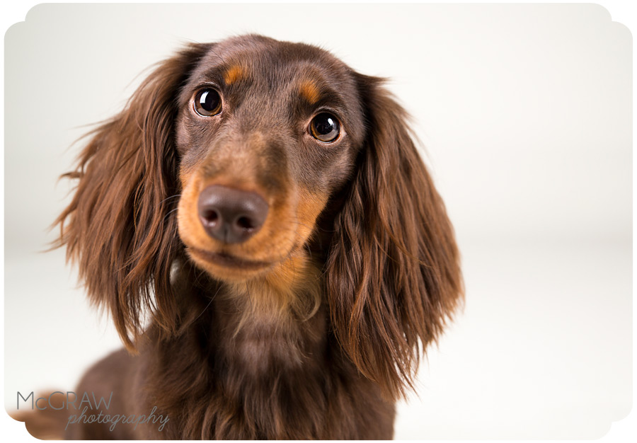 Doxies_2