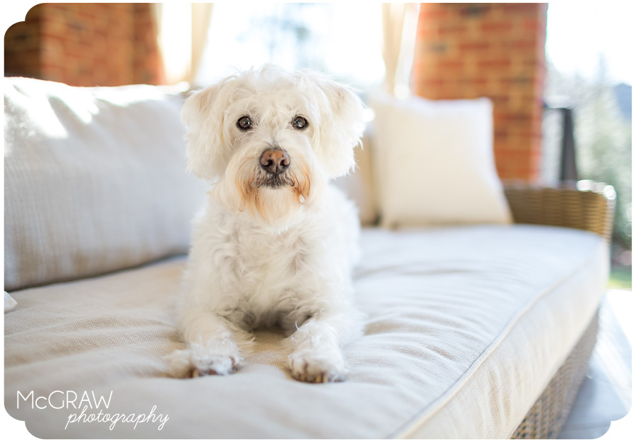 Charlotte Schnoodle Photography