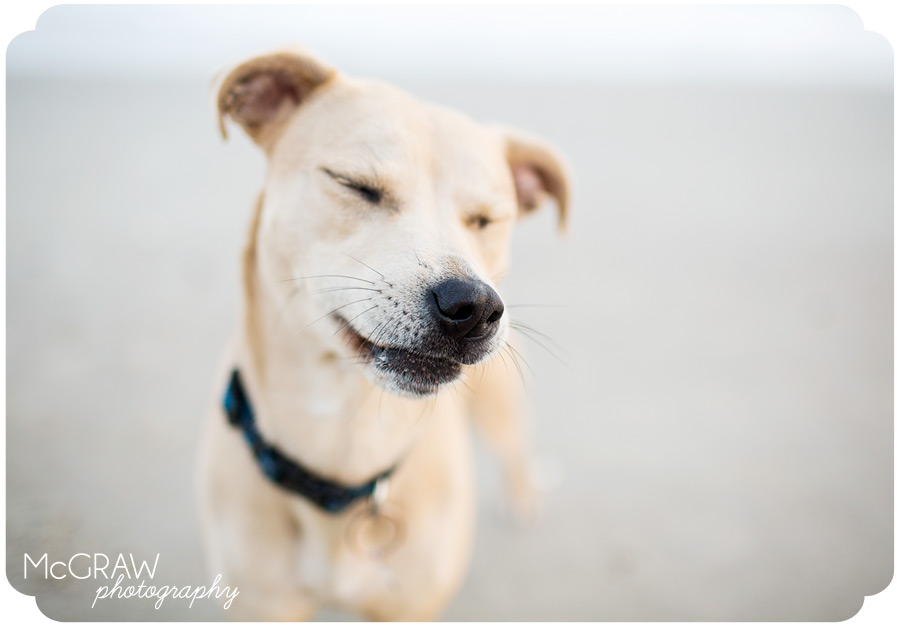Beach Dog Portraits