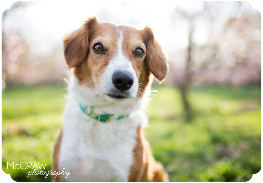 Dog Photographer in Charlotte