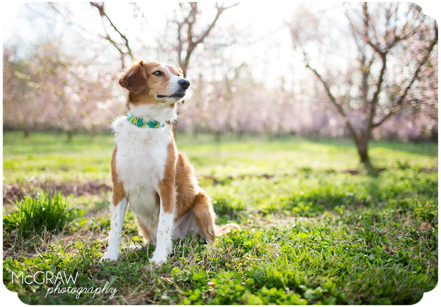 Dogs photographed in peach trees