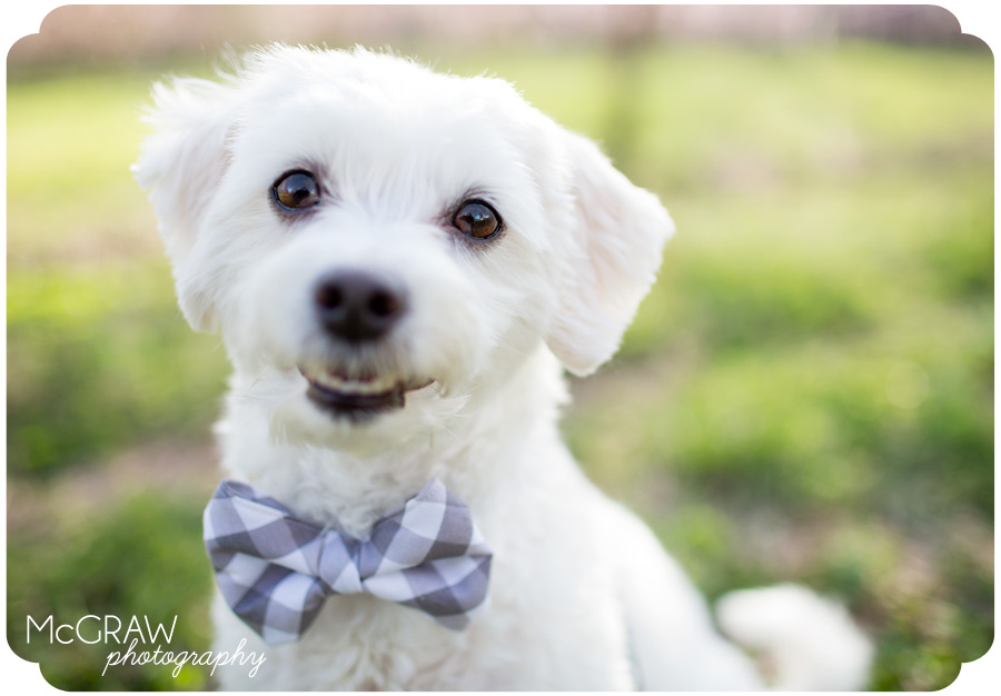 Fort Mill, SC Pet photography