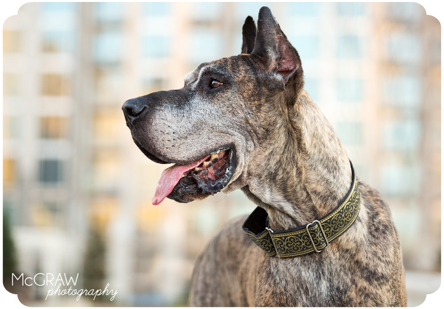 Uptown Charlotte Dog Photography