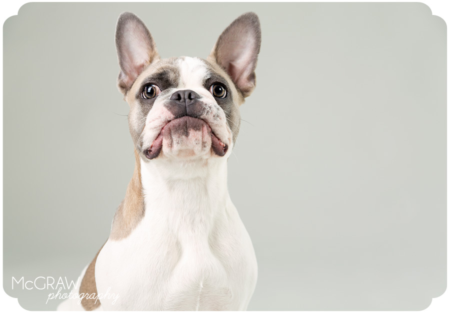 Frenchie Portrait on Seamless Background