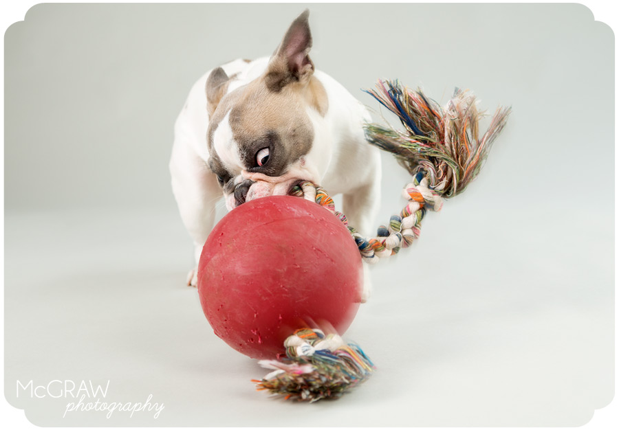 Frenchie playing with Jolly Ball