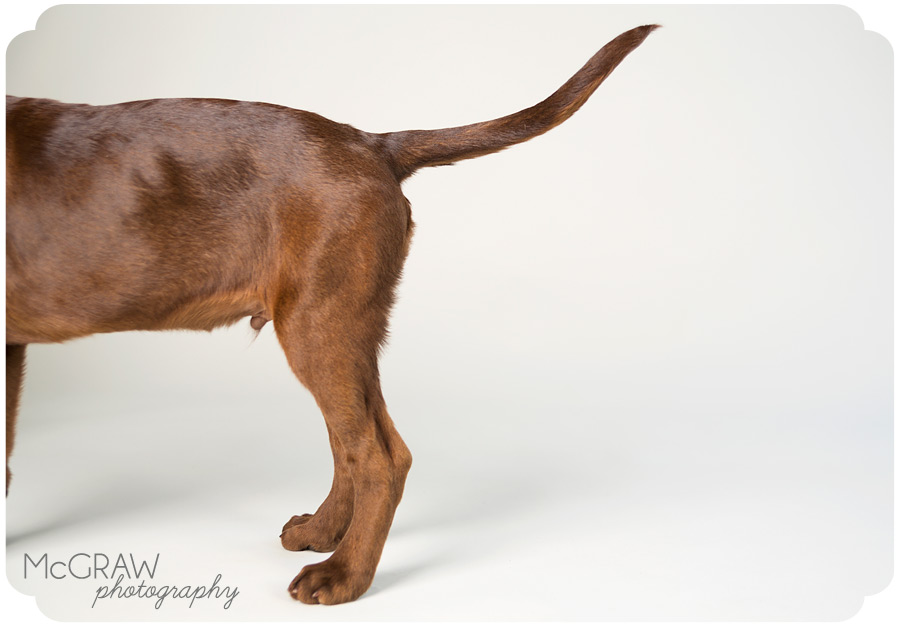 Studio Pet Photographer in Southern US