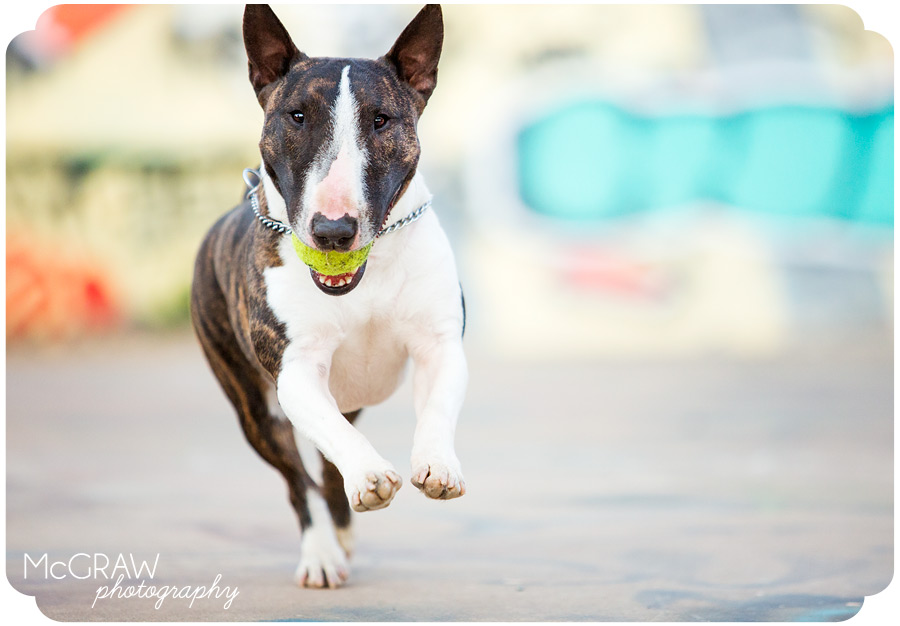 Bull Terrier Running with Ball
