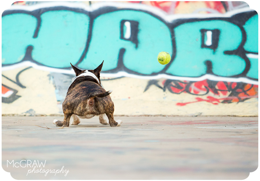 Bull Terrier Running with Ball