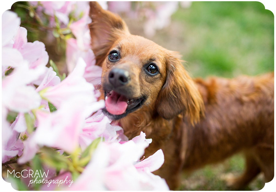 Doxie Photographer in Charlotte