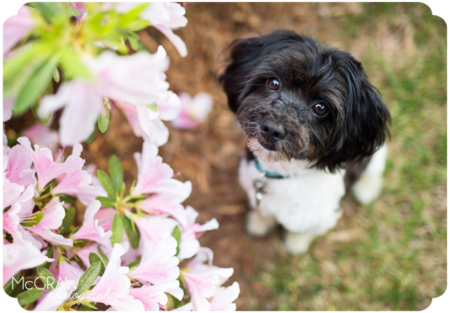 Toy Poodle Photographer in Charlotte