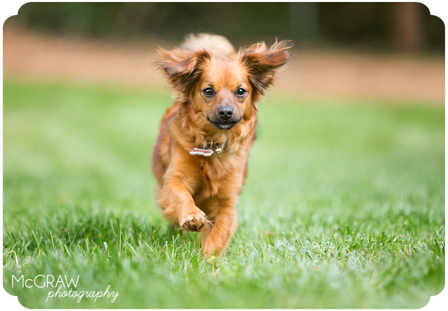 Contemporary Pet Photographer in Charlotte