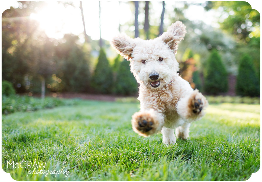 Charlotte NC Goldendoodle Puppy Photographer
