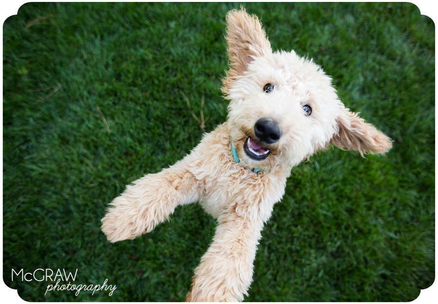 Goldendoodle Puppy Photographer