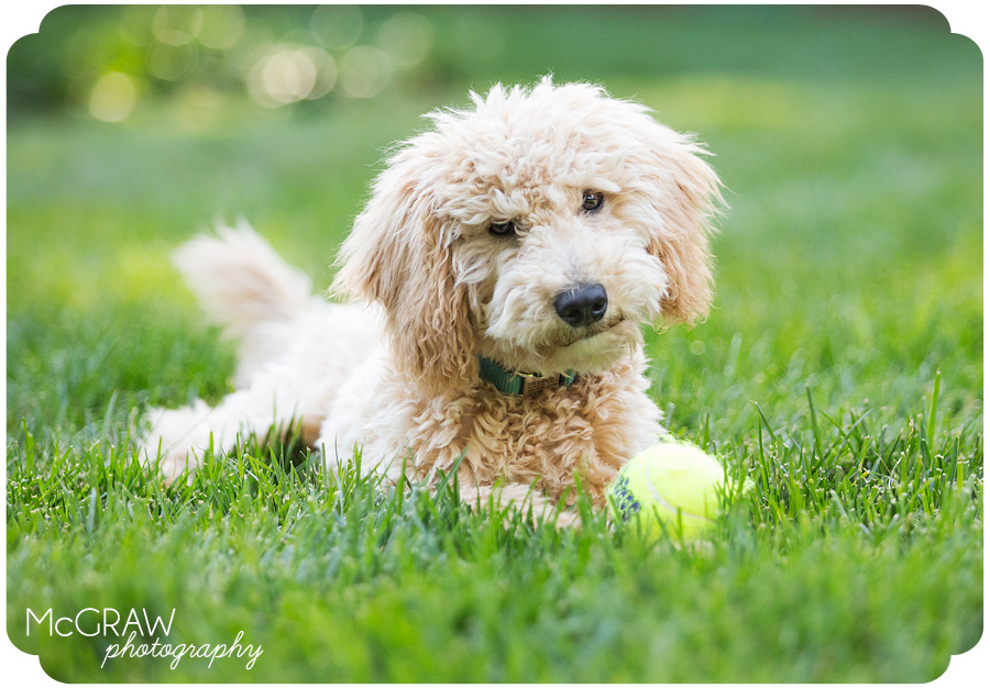 Goldendoodle Puppy with Ball