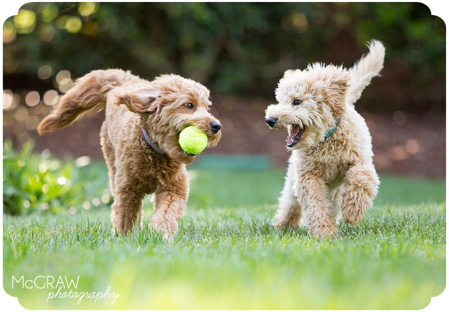 Doodle puppies playing portrait