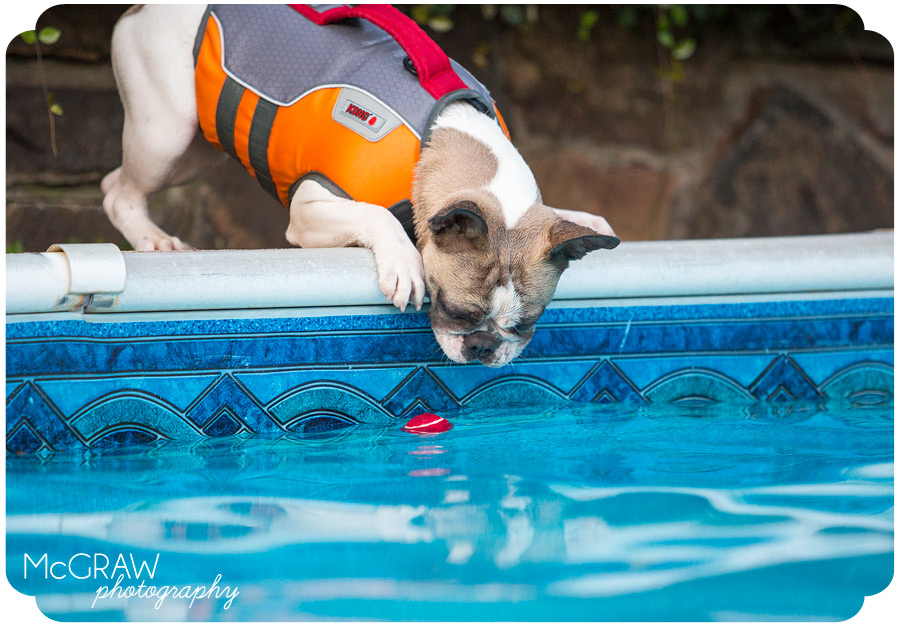 Frenchie Playing in Pool