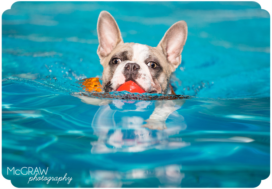 Frenchie swimming portrait