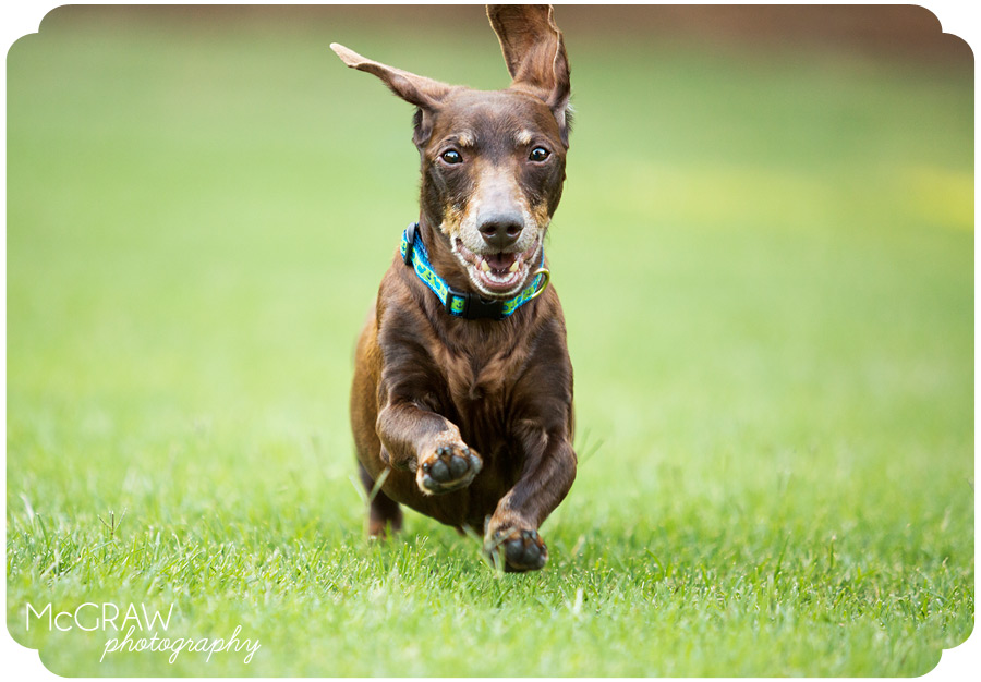Running Doxie in Charlotte NC