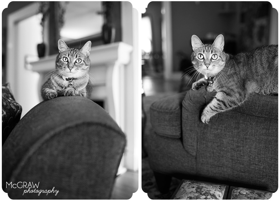Kitty Portraits