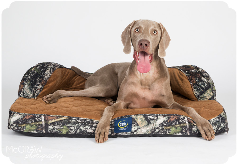 Commercial Dog Photographer