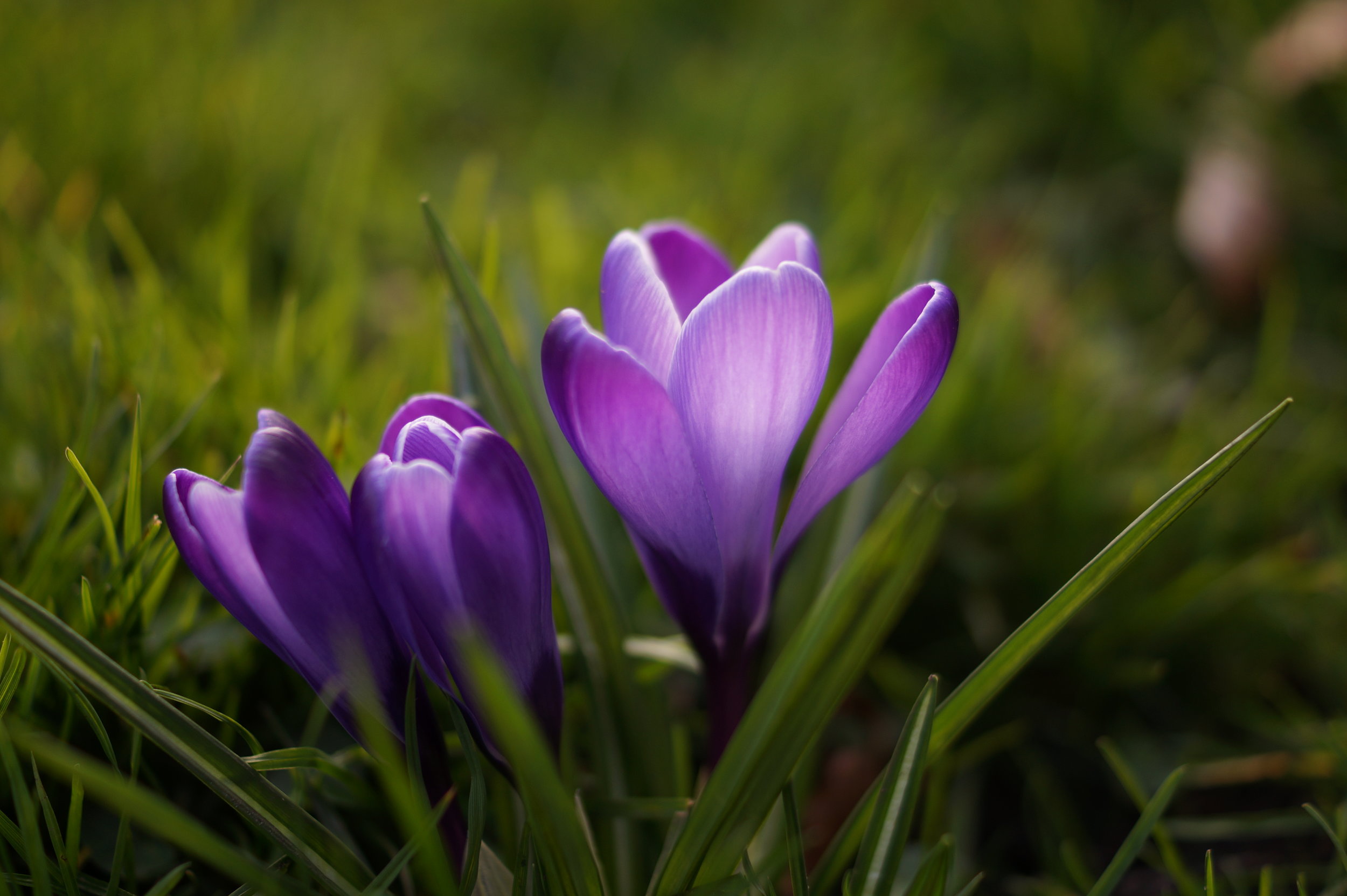 purple-spring-flower-lilac
