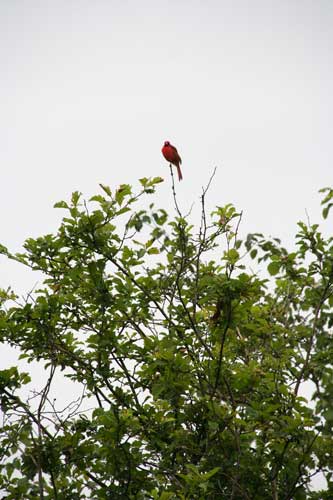 Riverwood cardinal in the rain Copyright Christine Montague 2009