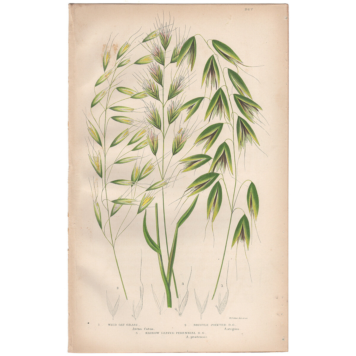 Cereals 250 Wild Flowers, Carex Grass Anne Pratt Antique Botanical Print Grasses