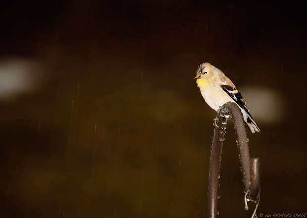 Goldfinch in the rain