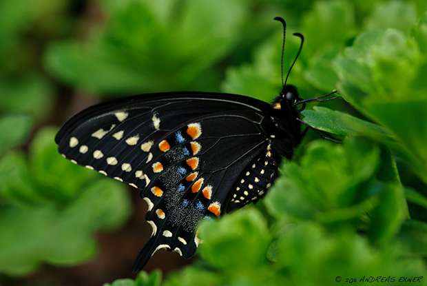 Eastern Black Swallowtail 1