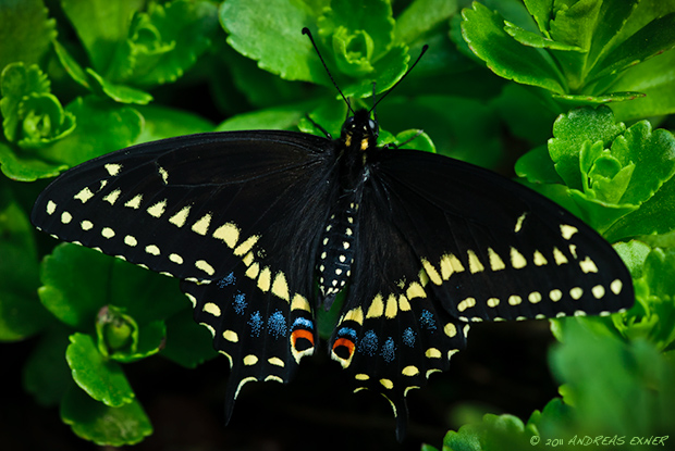 Eastern Black Swallowtail 2