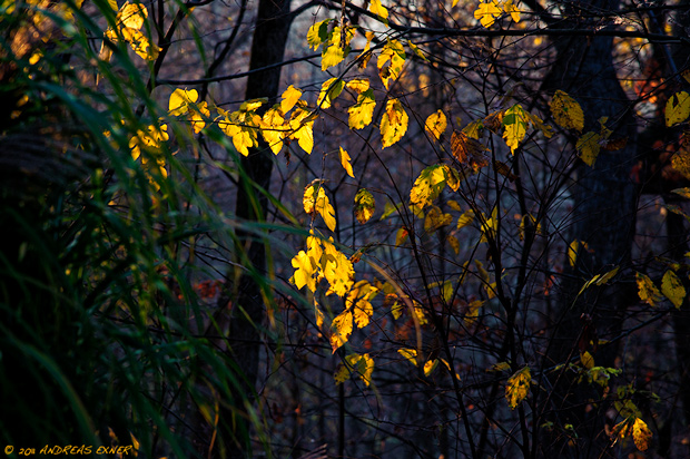 Leaves backlight