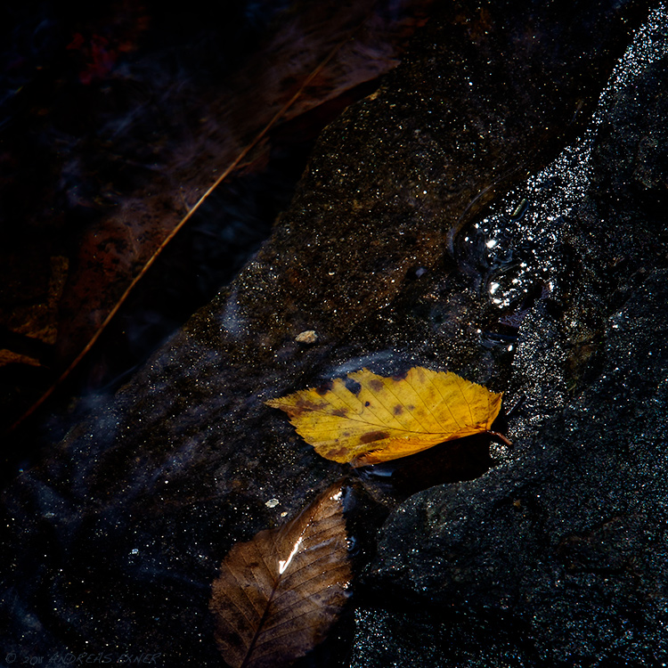 Leaves in a creek