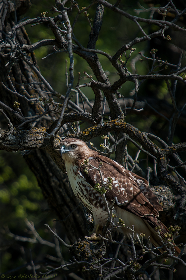 Red-tailed Hawk sitting in an oak