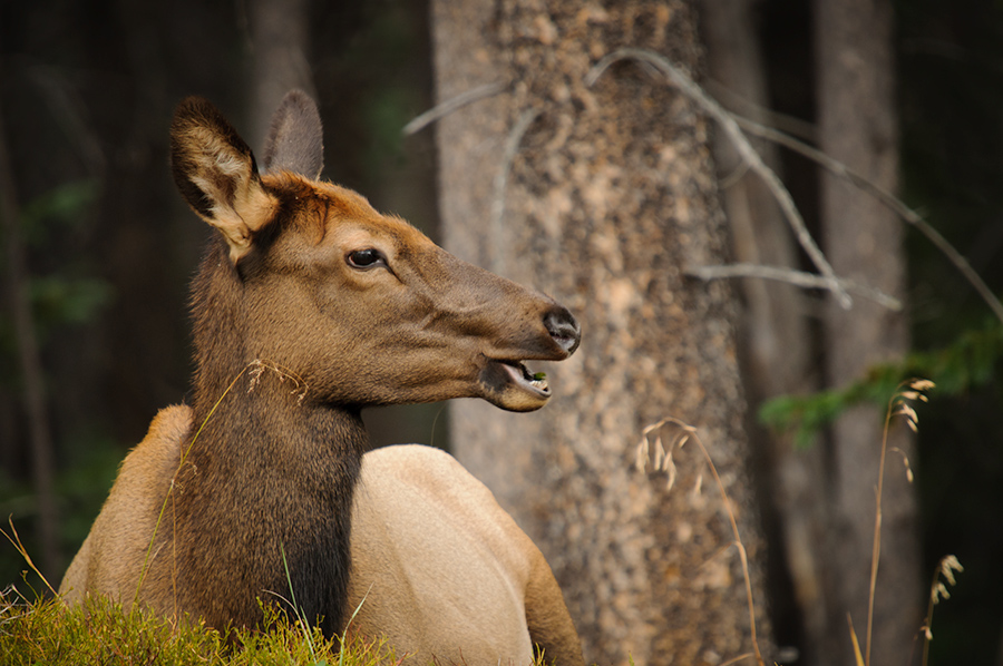Resting elk doe
