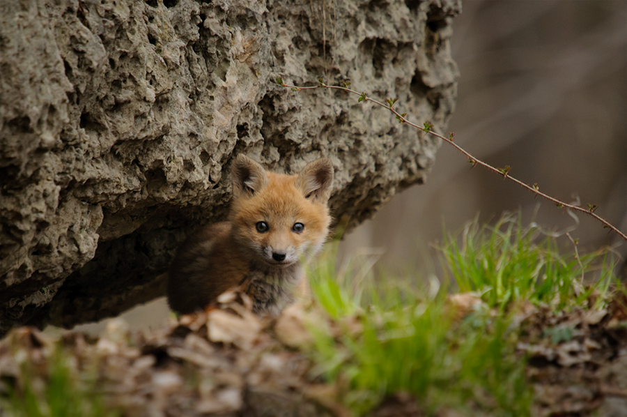 Red Fox pup