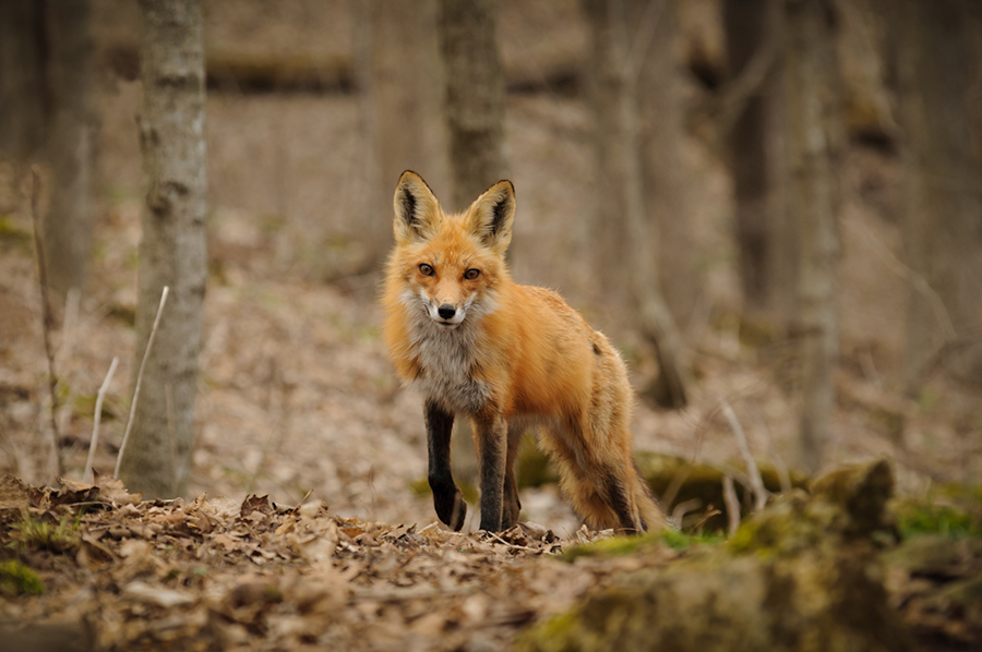 Red fox female 1