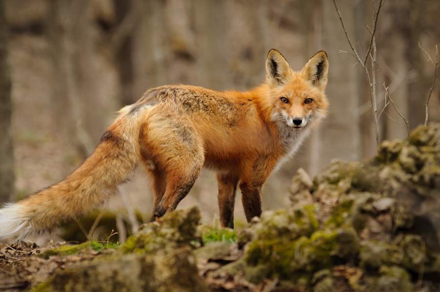 Red Fox female 2