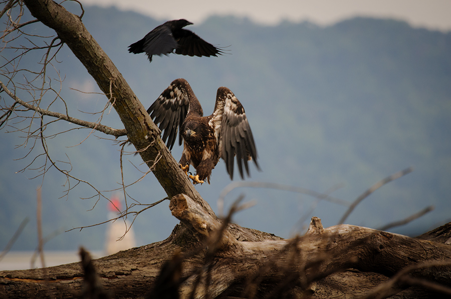 Eagle and crow